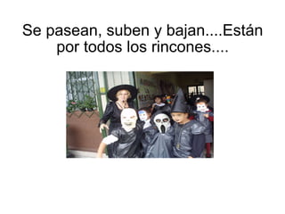 Se pasean, suben y bajan....Están por todos los rincones....