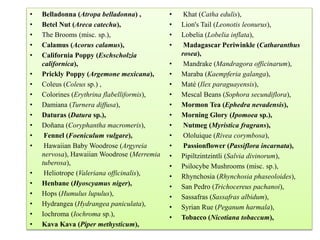 • Belladonna (Atropa belladonna) ,
• Betel Nut (Areca catechu),
• The Brooms (misc. sp.),
• Calamus (Acorus calamus),
• California Poppy (Eschscholzia
californica),
• Prickly Poppy (Argemone mexicana),
• Coleus (Coleus sp.) ,
• Colorines (Erythrina flabelliformis),
• Damiana (Turnera diffusa),
• Daturas (Datura sp.),
• Doñana (Coryphantha macromeris),
• Fennel (Foeniculum vulgare),
• Hawaiian Baby Woodrose (Argyreia
nervosa), Hawaiian Woodrose (Merremia
tuberosa),
• Heliotrope (Valeriana officinalis),
• Henbane (Hyoscyamus niger),
• Hops (Humulus lupulus),
• Hydrangea (Hydrangea paniculata),
• Iochroma (Iochroma sp.),
• Kava Kava (Piper methysticum),
• Khat (Catha edulis),
• Lion's Tail (Leonotis leonurus),
• Lobelia (Lobelia inflata),
• Madagascar Periwinkle (Catharanthus
rosea),
• Mandrake (Mandragora officinarum),
• Maraba (Kaempferia galanga),
• Maté (Ilex paraguayensis),
• Mescal Beans (Sophora secundiflora),
• Mormon Tea (Ephedra nevadensis),
• Morning Glory (Ipomoea sp.),
• Nutmeg (Myristica fragrans),
• Ololuique (Rivea corymbosa),
• Passionflower (Passiflora incarnata),
• Pipiltzintzintli (Salvia divinorum),
• Psilocybe Mushrooms (misc. sp.),
• Rhynchosia (Rhynchosia phaseoloides),
• San Pedro (Trichocereus pachanoi),
• Sassafras (Sassafras albidum),
• Syrian Rue (Peganum harmala),
• Tobacco (Nicotiana tobaccum),
 
