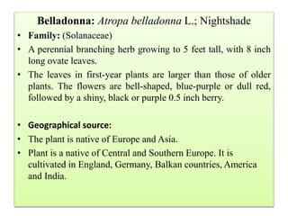 Belladonna: Atropa belladonna L.; Nightshade
• Family: (Solanaceae)
• A perennial branching herb growing to 5 feet tall, with 8 inch
long ovate leaves.
• The leaves in first-year plants are larger than those of older
plants. The flowers are bell-shaped, blue-purple or dull red,
followed by a shiny, black or purple 0.5 inch berry.
• Geographical source:
• The plant is native of Europe and Asia.
• Plant is a native of Central and Southern Europe. It is
cultivated in England, Germany, Balkan countries, America
and India.
 