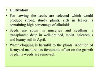 • Cultivation:
• For sowing the seeds are selected which would
produce strong sturdy plants, rich in leaves is
containing high percentage of alkaloids.
• Seeds are sown in nurseries and seedling is
transplanted deep in well-drained, moist, calcareous
and loamy soil in April.
• Water clogging is harmful to the plants. Addition of
farmyard manure has favourable effect on the growth
of plants weeds are removed.
 