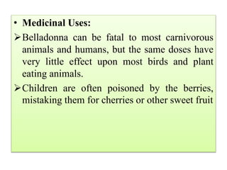 • Medicinal Uses:
Belladonna can be fatal to most carnivorous
animals and humans, but the same doses have
very little effect upon most birds and plant
eating animals.
Children are often poisoned by the berries,
mistaking them for cherries or other sweet fruit
 