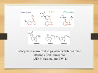 Psilocybin is converted to psilocin, which has mind-
altering effects similar to
LSD, Mescaline, and DMT.
 