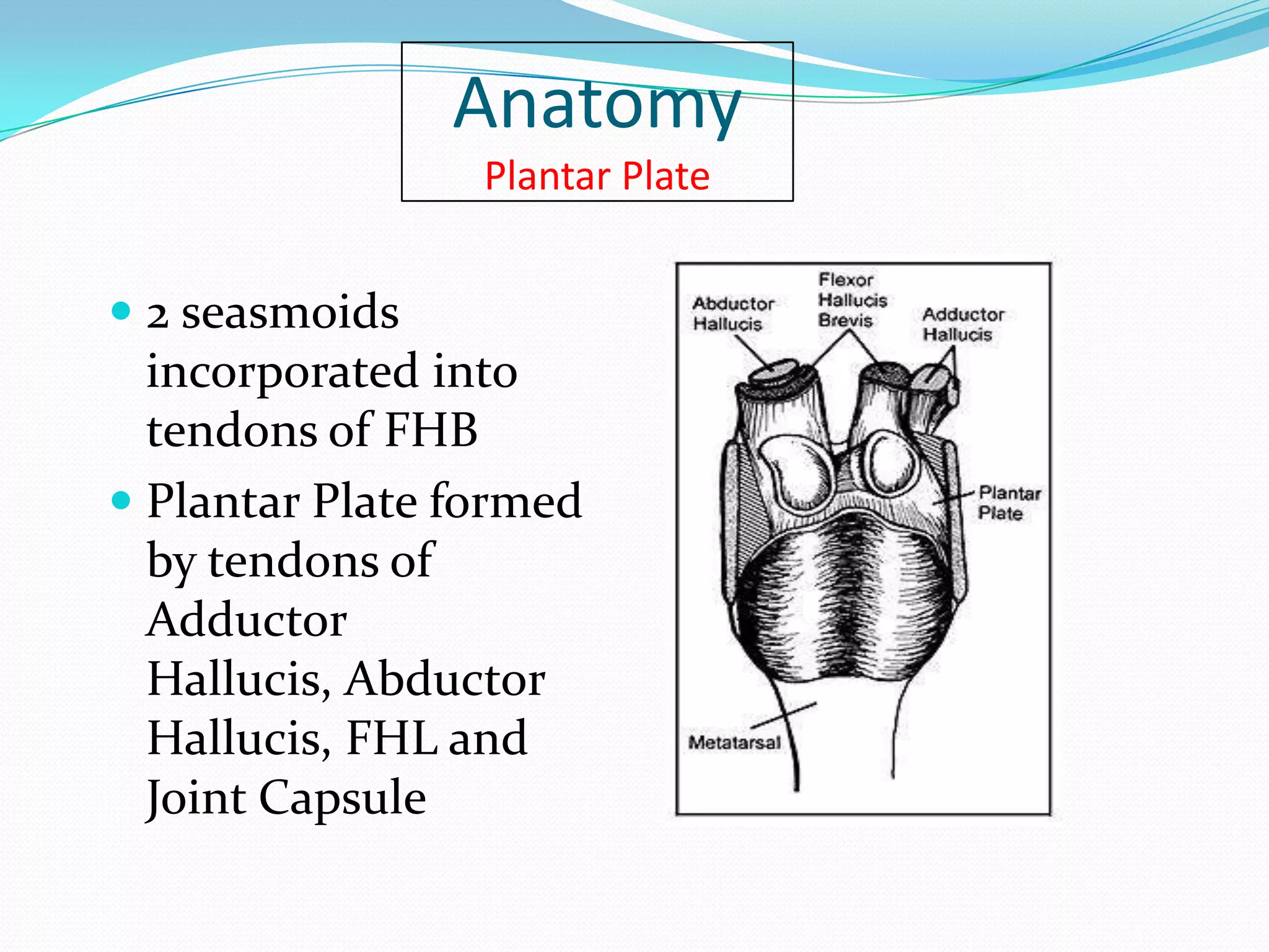 Anatomy
                 Plantar Plate


 2 seasmoids
  incorporated into
  tendons of FHB
 Plantar Plate formed
 by tendons of
 Adductor
 Hallucis, Abductor
 Hallucis, FHL and
 Joint Capsule
 