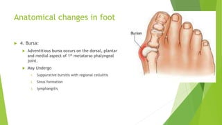 Anatomical changes in foot
 4. Bursa:
 Adventitious bursa occurs on the dorsal, plantar
and medial aspect of 1st metatarso phalyngeal
joint.
 May Undergo
1. Suppurative bursitis with regional cellulitis
2. Sinus formation
3. lymphangitis
 
