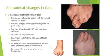 Anatomical changes in foot
 6. Changes affecting the lesser toes
 Relative or real plantar descent of the central
metatarsal heads
 Proximal phalynx subluxates dorsally with PIP
joint in flexion
 Skin over these knuckled IP joint develops
callosities
 2nd toe is usually hammered.
 Splaying of foot: Side to side span of foot is
increased.
 5th metatarsal inclines fibularwards, with its
head presenting as lateral eminence
 Bursa over this eminence is known as
Bunionette.
 