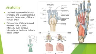 Anatomy
 The head is grooved inferiorly
by medial and lateral sesamoid
bones in the tendons of Flexor
hallucis brevis
 The proximal phalynx is round
on three sides but flat
inferiorly, even concave
inferiorly for the flexor hallucis
longus tendon
 