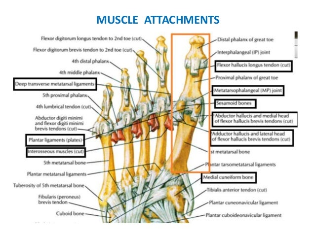 Hallux Toe Anatomy | Hallux Anatomie Anatomique – MFOPF
