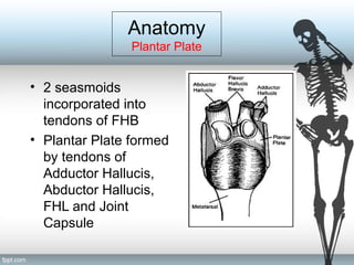 Anatomy
Plantar Plate
• 2 seasmoids
incorporated into
tendons of FHB
• Plantar Plate formed
by tendons of
Adductor Hallucis,
Abductor Hallucis,
FHL and Joint
Capsule
 