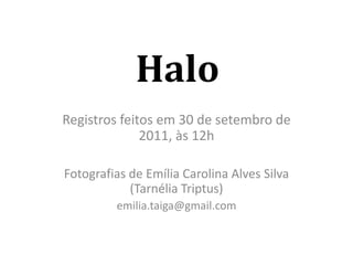 Halo  Registros feitos em 30 de setembro de 2011, às 12h Fotografias de Emília Carolina Alves Silva (TarnéliaTriptus) emilia.taiga@gmail.com 