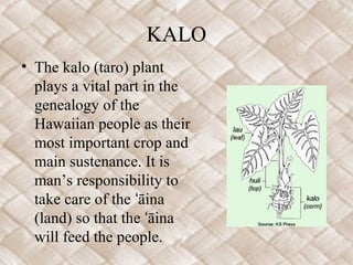 KALO
• The kalo (taro) plant
plays a vital part in the
genealogy of the
Hawaiian people as their
most important crop and
main sustenance. It is
man’s responsibility to
take care of the āinaʻ
(land) so that the āinaʻ
will feed the people.
 