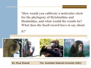 'How would you calibrate a molecular clock
for the phylogeny of Hylobatidae and
Hominidae, and what would the results be?
What does the fossil record have to say about
it?'

By: Roya Shariati

The Australian National University (ANU)

 