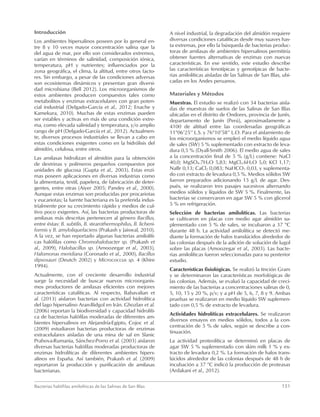 Bacterias halófilas amilolíticas de las Salinas de San Blas	151
Introducción
Los ambientes hipersalinos poseen por lo general en-
tre 8 y 10 veces mayor concentración salina que la
del agua de mar, por ello son considerados extremos,
varían en términos de salinidad, composición iónica,
temperatura, pH y nutrientes; influenciados por la
zona geográfica, el clima, la altitud, entre otros facto-
res. Sin embargo, a pesar de las condiciones adversas
son ecosistemas dinámicos y presentan gran diversi-
dad microbiana (Bell 2012). Los microorganismos de
estos ambientes producen compuestos tales como
metabolitos y enzimas extracelulares con gran poten-
cial industrial (Delgado-García et al., 2012; Enache y
Kamekura, 2010). Muchas de estas enzimas pueden
ser estables y activas en más de una condición extre-
ma, como elevada salinidad y temperatura, y/o amplio
rango de pH (Delgado-García et al., 2012). Actualmen-
te, diversos procesos industriales se llevan a cabo en
estas condiciones exigentes como en la hidrólisis del
almidón, celulosa, entre otros.
Las amilasas hidrolizan el almidón para la obtención
de dextrinas y polímeros pequeños compuestos por
unidades de glucosa (Gupta et al., 2003). Estas enzi-
mas poseen aplicaciones en diversas industrias como
la alimentaria, textil, papelera, de fabricación de deter-
gentes, entre otras (Aiyer 2005; Pandey et al., 2000).
Aunque estas enzimas son producidas por procariotas
y eucariotas; la fuente bacteriana es la preferida indus-
trialmente por su crecimiento rápido y medios de cul-
tivo poco exigentes. Así, las bacterias productoras de
amilasas más descritas pertenecen al género Bacillus,
entre éstas: B. subtilis, B. stearothermophilus, B. licheni-
formis y B. amyloliquefaciens (Prakash y Jaiswal, 2010).
A la vez, se han reportado algunas bacterias amilolíti-
cas halófilas como Chromohalobacter sp. (Prakash et
al., 2009), Halobacillus sp. (Amoozegar et al., 2003),
Halomonas meridiana (Coronado et al., 2000), Bacillus
dipsosauri (Deutch 2002) y Micrococcus sp. 4 (Khire
1994).
Actualmente, con el creciente desarrollo industrial
surge la necesidad de buscar nuevos microorganis-
mos productores de amilasas eficientes con mejores
características catalíticas. Al respecto, Babavalian et
al. (2013) aislaron bacterias con actividad hidrolítica
del lago hipersalino Aran-Bidgol en Irán. Ghozlan et al.
(2006) reportan la biodiversidad y capacidad hidrolíti-
ca de bacterias halófilas moderadas de diferentes am-
bientes hipersalinos en Alejandría-Egipto, Cojoc et al.
(2009) estudiaron bacterias productoras de enzimas
extracelulares aisladas de una mina de sal en Slanic
Prahova-Rumania, Sánchez-Porro et al. (2003) aislaron
diversas bacterias halófilas moderadas productoras de
enzimas hidrolíticas de diferentes ambientes hipers-
alinos en España. Así también, Prakash et al. (2009)
reportaron la producción y purificación de amilasas
bacterianas.
A nivel industrial, la degradación del almidón requiere
diversas condiciones catalíticas desde muy suaves has-
ta extremas, por ello la búsqueda de bacterias produc-
toras de amilasas de ambientes hipersalinos permitiría
obtener fuentes alternativas de enzimas con nuevas
características. En ese sentido, este estudio describe
las características fenotípicas y genotípicas de bacte-
rias amilolíticas aisladas de las Salinas de San Blas, ubi-
cadas en los Andes peruanos.
Materiales y Métodos
Muestras. El estudio se realizó con 34 bacterias aisla-
das de muestras de suelos de las Salinas de San Blas
ubicadas en el distrito de Ondores, provincia de Junín,
departamento de Junín (Perú), aproximadamente a
4100 de altitud entre las coordenadas geográficas
11°06’25’’ L.S. y 76°10’58’’ L.O. Para el aislamiento de
los microorganismos se empleó el medio líquido agua
de sales (SW) 5 % suplementado con extracto de leva-
dura 0,5 % (Dyall-Smith 2006). El medio agua de sales
a la concentración final de 5 % (g/L) contiene: NaCl
40,0; MgSO4.7H2O 5,83; MgCl2.6H2O 5,0; KCl 1,17;
NaBr 0,13; CaCl2 0,083; NaHCO3 0,03, y suplementa-
do con extracto de levadura 0,5 %. Medios sólidos SW
fueron preparados adicionando 15 g/L de agar. Des-
pués, se realizaron tres pasajes sucesivos alternando
medios sólidos y líquidos de SW 5 %. Finalmente, las
bacterias se conservaron en agar SW 5 % con glicerol
5 % en refrigeración.
Selección de bacterias amilolíticas. Las bacterias
se cultivaron en placas con medio agar almidón su-
plementado con 5 % de sales, se incubaron a 37 °C
durante 48 h. La actividad amilolítica se detectó me-
diante la formación de halos translúcidos alrededor de
las colonias después de la adición de solución de lugol
sobre las placas (Amoozegar et al., 2003). Las bacte-
rias amilolíticas fueron seleccionadas para su posterior
estudio.
Características fisiológicas. Se realizó la tinción Gram
y se determinaron las características morfológicas de
las colonias. Además, se evaluó la capacidad de creci-
miento de las bacterias a concentraciones salinas de 0,
5, 10, 15 y 20 %, p/v; y a pH de 5, 6, 7, 8 y 9. Ambas
pruebas se realizaron en medio líquido SW suplemen-
tado con 0,5 % de extracto de levadura.
Actividades hidrolíticas extracelulares. Se realizaron
diversos ensayos en medios sólidos, todos a la con-
centración de 5 % de sales, según se describe a con-
tinuación.
La actividad proteolítica se determinó en placas de
agar SW 5 % suplementado con skim milk 1 % y ex-
tracto de levadura 0,2 %. La formación de halos trans-
lúcidos alrededor de las colonias después de 48 h de
incubación a 37 °C indicó la producción de proteasas
(Ardakani et al., 2012).
 