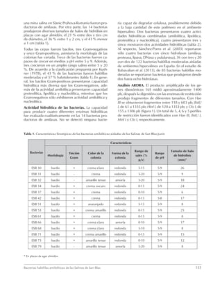 Bacterias halófilas amilolíticas de las Salinas de San Blas	153
una mina salina en Slanic Prahova-Rumania fueron pro-
ductoras de amilasas. Por otra parte, las 14 bacterias
produjeron diversos tamaños de halos de hidrólisis en
placas con agar almidón, el 21 % entre dos y tres cm
de diámetro, el 36 % entre 1 y 2 cm, y el 43 % menor
a 1 cm (tabla 1).
Todas las cepas fueron bacilos, tres Gram-negativos
y once Gram-positivos, asimismo la morfología de las
colonias fue variada. Trece de las bacterias fueron ca-
paces de crecer en medios a pH entre 5 y 9. Además,
tres crecieron en un amplio rango salino entre 5 y 20
%. De acuerdo a la clasificación propuesta por Kush-
ner (1978), el 43 % de las bacterias fueron halófilas
moderadas y el 57 % halotolerantes (tabla 1). En gene-
ral, los bacilos Gram-positivos presentaron capacidad
hidrolítica más diversa que los Gram-negativos, ade-
más de la actividad amilolítica presentaron capacidad
proteolítica, lipolítica y nucleolítica, mientras que los
Gram-negativos sólo exhibieron actividad amilolítica y
nucleolítica.
Actividad hidrolítica de las bacterias. La capacidad
para producir cuatro diferentes enzimas hidrolíticas
fue evaluada cualitativamente en las 14 bacterias pro-
ductoras de amilasas. No se detectó ninguna bacte-
ria capaz de degradar celulosa, posiblemente debido
a la baja cantidad de este polímero en el ambiente
hipersalino. Dos bacterias presentaron cuatro activi-
dades hidrolíticas combinadas (amilolítica, lipolítica,
proteolítica y nucleolítica), cuatro presentaron tres y
cinco mostraron dos actividades hidrolíticas (tabla 2).
Al respecto, Sánchez-Porro et al. (2003) reportaron
sólo cuatro bacterias con cinco hidrolasas (amilasa,
proteasa, lipasa, DNasa y pululanasa), 36 con tres y 20
con dos de 122 bacterias halófilas moderadas aisladas
de ambientes hipersalinos en España. En el estudio de
Babavalian et al. (2013), de 83 bacterias halófilas mo-
deradas se reportaron bacterias que produjeron desde
dos hasta ocho hidrolasas.
Análisis ARDRA. El producto amplificado de los ge-
nes ribosómicos 16S midió aproximadamente 1400
pb, después la digestión con las enzimas de restricción
produjo fragmentos de diferentes tamaños. Con Hae
III se obtuvieron fragmentos entre 118 y 603 pb; BstU
I, de 61 a 1335 pb; Hinf I, de 120 a 1353 pb; y Cfo I, de
155 a 1306 pb (figura 1). Un total de 5, 4, 6 y 5 perfiles
de restricción fueron identificados con Hae III, BstU I,
Hinf I y Cfo I, respectivamente.
Tabla 1. Características fenotípicas de las bacterias amilolíticas aisladas de las Salinas de San Blas-Junín
Bacterias
Características
Morfología
Tinción
Gram
Color de la
colonia
Forma de la
colonia
Rango de
sales (%
p/v)
Rango
de pH
Tamaño de halo
de hidrólisis
(mm)*
ESB 30 bacilo + crema claro redonda 5-15 5-9 26
ESB 31 bacilo - crema redonda 5-20 5-9 9
ESB 32 bacilo - amarillo tenue amorfa 5-20 5-9 18
ESB 34 bacilo + crema oscuro redonda 0-15 5-9 24
ESB 37 bacilo + crema redonda 0-10 5-9 6
ESB 42 bacilo + crema redonda 0-15 5-8 17
ESB 51 bacilo + anaranjado redonda 5-15 5-9 8
ESB 53 bacilo + crema amarillo redonda 0-15 5-9 25
ESB 61 bacilo + crema redonda 0-15 5-9 8
ESB 66 bacilo + crema claro amorfa 0-10 5-9 17
ESB 68 bacilo + crema claro redonda 5-10 5-9 8
ESB 71 bacilo + crema amarillo redonda 0-15 5-9 15
ESB 73 bacilo + amarillo tenue redonda 0-10 5-9 12
ESB 79 bacilo - amarillo tenue amorfa 5-20 5-9 8
* En placas de agar almidón.
 