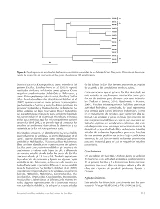 Bacterias halófilas amilolíticas de las Salinas de San Blas	155
las once bacterias Gram-positivas, como miembros del
género Bacillus. Sánchez-Porro et al. (2003) reportó
resultados similares, señalando como géneros Gram-
negativos predominantes Salivinibrio y Halomonas, y
como Gram-positivos predominantes, Bacillus y Saliba-
cillus. Resultados diferentes describieron Rohban et al.
(2009) quienes reportan como género Gram-negativo
predominante a Salicola y entre los Gram-positivos, los
géneros Virgibacillus y Thalassobacillus de bacterias ha-
lófilas aisladas del lago hipersalino Howz Soltan-Irán.
Las características propias de cada ambiente hipersali-
no puede influir en la diversidad microbiana e incluso
en las características que los microorganismos pueden
desarrollar (Bell 2012); es por ello que al comparar los
estudios de ambientes hipersalinos, la diversidad y ca-
racterísticas de los microorganismos varía.
En estudios similares, se identificaron bacterias halófi-
las productoras de amilasas, tal como Babavalian et al.
(2013) quienes identificaron como principales géneros
amilolíticos Halobacillus, Thalassobacillus y Halomonas.
Ellos también identificaron representantes del género
Bacillus pero con crecimiento débil en pH neutro y sin
crecimiento a valores más bajos de pH, a diferencia
de nuestro estudio donde todas las cepas de Bacillus
crecieron desde pH 5 hasta 8-9. También reportaron
la producción de proteasas y lipasas en algunas cepas
amilolíticas de Halomonas, a diferencia de nuestro es-
tudio dónde sólo reportamos DNasa en cepas amilolí-
ticas de Halomonas. Así también, Rohban et al. (2009)
reportaron como productores de amilasas, los géneros
Salicola, Halovibrio, Halomonas, Oceanobacillus, Tha-
lassobacillus, Virgibacillus, Gracilibacillus, Halobacillus,
Piscibacillus y Salinicoccus. A diferencia de nuestro es-
tudio, algunos representantes de Halomonas mostra-
ron actividad celulolítica. Es así que las cepas aisladas
de las Salinas de San Blas tienen características propias
de acuerdo a las condiciones en dicha salina.
Cabe mencionar que el género Bacillus detectado en
este estudio es ampliamente reconocido como pro-
ductor de enzimas para diversos procesos industria-
les (Prakash y Jaiswal, 2010; Nascimento y Martins,
2004). Muchos microorganismos halófilos presentan
actividad hidrolítica combinada, lo cual representa
una ventaja para varios procesos industriales, como
en el tratamiento de residuos que contienen alta sa-
linidad. Las amilasas y otras enzimas provenientes de
microorganismos halófilos se espera que muestren ac-
tividades óptimas en condiciones extremas. Así, este
estudio permite tener un mayor conocimiento sobre la
diversidad y capacidad hidrolítica de bacterias halófilas
aisladas de ambientes hipersalinos peruanos. Muchas
de sus enzimas podrían ser activas bajo condiciones
extremas, lo cual las convertiría en fuentes promisorias
para uso industrial, para lo cual se requerirían estudios
posteriores.
Conclusiones
De las Salinas de San Blas, Ondores-Junín, se aislaron
14 bacterias con actividad amilolítica, pertenecientes
11 al género Bacillus y 3 a Halomonas. Estos microor-
ganismos crecen en diversos rangos salinos y dos de
ellos son capaces de producir proteasas, lipasas y
DNasas.
Agradecimientos
Este estudio fue financiado parcialmente con los con-
tratos 017-Fincyt-PIBAP-2008, y VRI-UNMSM 2012.
Figura 2. Dendrograma de similitud de las bacterias amilolíticas aisladas de las Salinas de San Blas-Junín. Obtenido de la compa-
ración de los perfiles de restricción de los genes ribosómicos 16S amplificados.
 