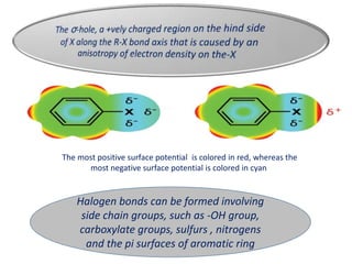 The most positive surface potential is colored in red, whereas the
most negative surface potential is colored in cyan
Halogen bonds can be formed involving
side chain groups, such as -OH group,
carboxylate groups, sulfurs , nitrogens
and the pi surfaces of aromatic ring
 