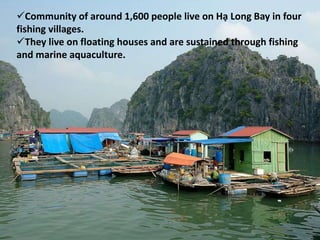 Community of around 1,600 people live on Hạ Long Bay in four
fishing villages.
They live on floating houses and are sustained through fishing
and marine aquaculture.
 