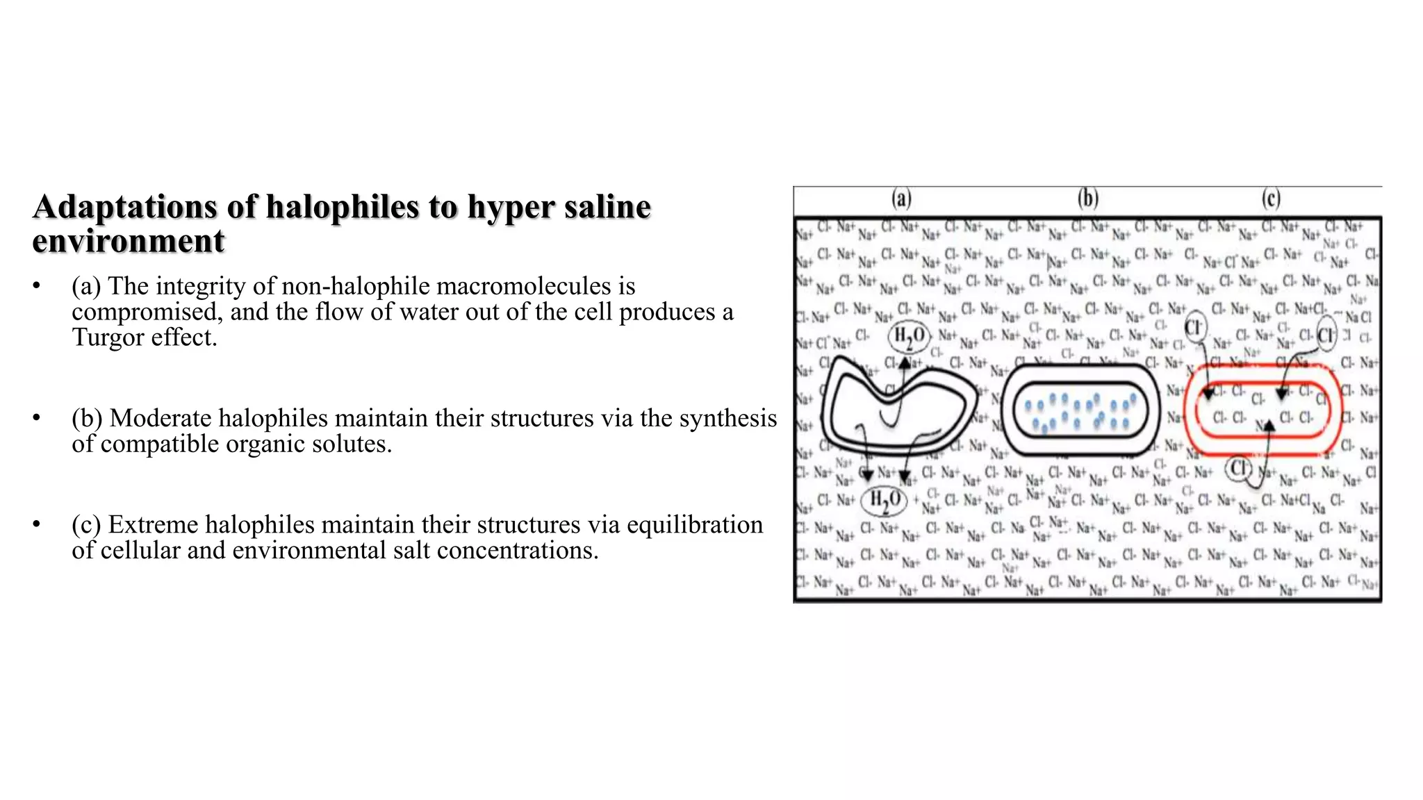 Adaptations of halophiles to hyper saline
environment
• (a) The integrity of non-halophile macromolecules is
compromised, and the flow of water out of the cell produces a
Turgor effect.
• (b) Moderate halophiles maintain their structures via the synthesis
of compatible organic solutes.
• (c) Extreme halophiles maintain their structures via equilibration
of cellular and environmental salt concentrations.
 