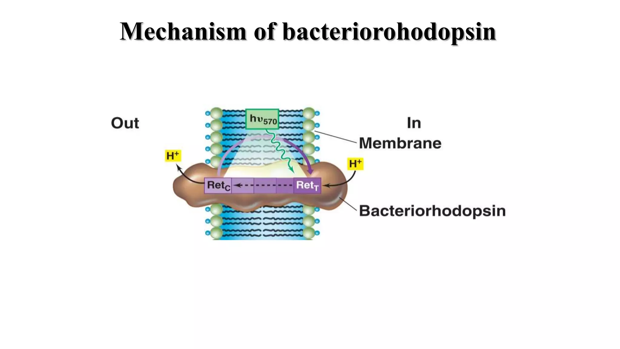 Mechanism of bacteriorohodopsin
 