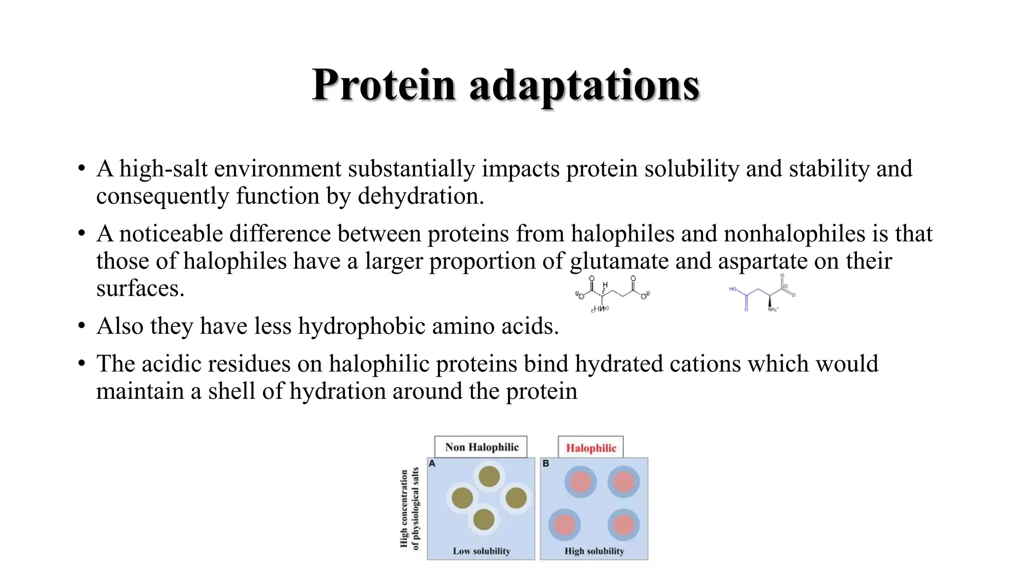 Protein adaptations
• A high-salt environment substantially impacts protein solubility and stability and
consequently function by dehydration.
• A noticeable difference between proteins from halophiles and nonhalophiles is that
those of halophiles have a larger proportion of glutamate and aspartate on their
surfaces.
• Also they have less hydrophobic amino acids.
• The acidic residues on halophilic proteins bind hydrated cations which would
maintain a shell of hydration around the protein
 