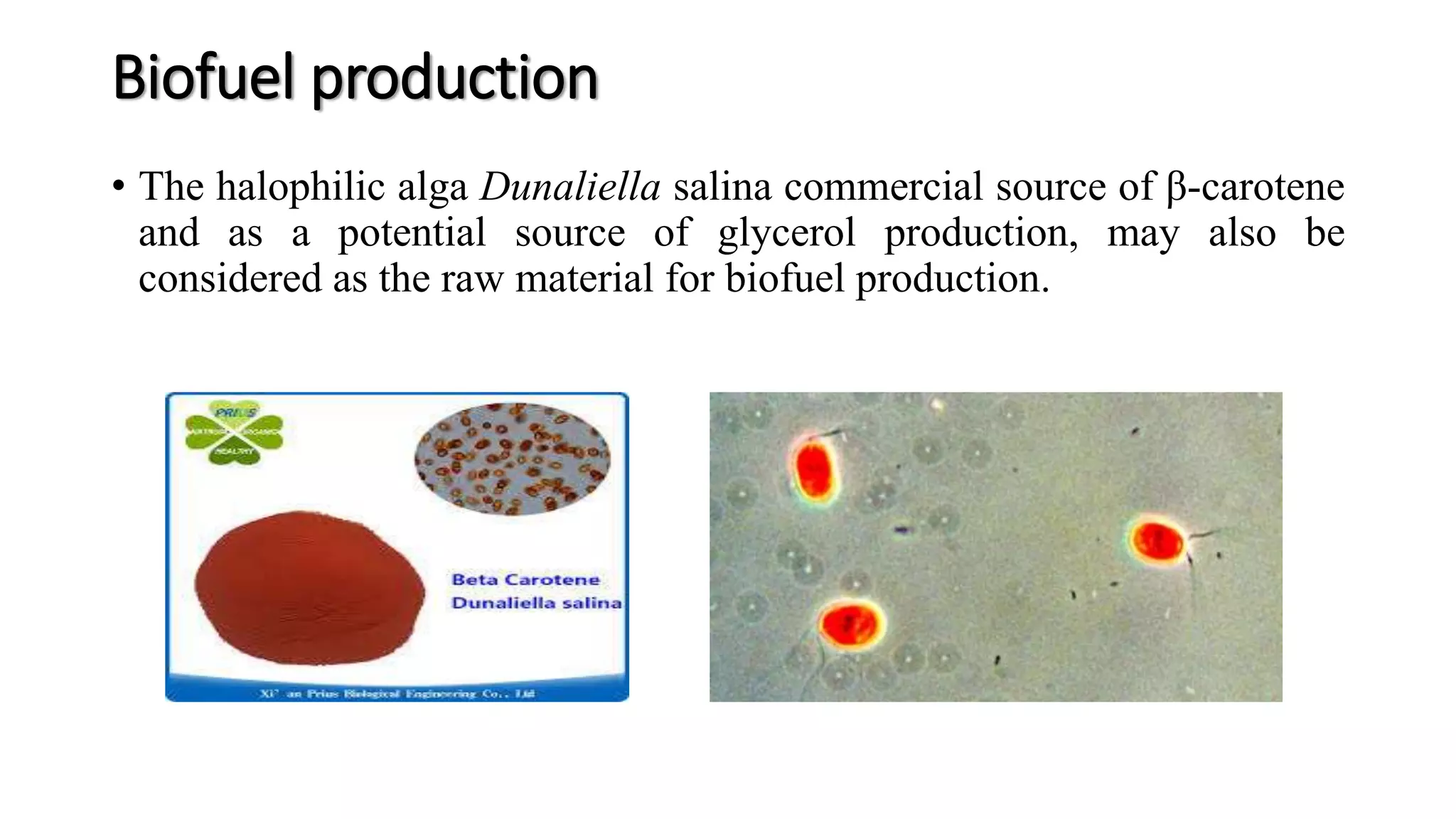 Biofuel production
• The halophilic alga Dunaliella salina commercial source of β-carotene
and as a potential source of glycerol production, may also be
considered as the raw material for biofuel production.
 