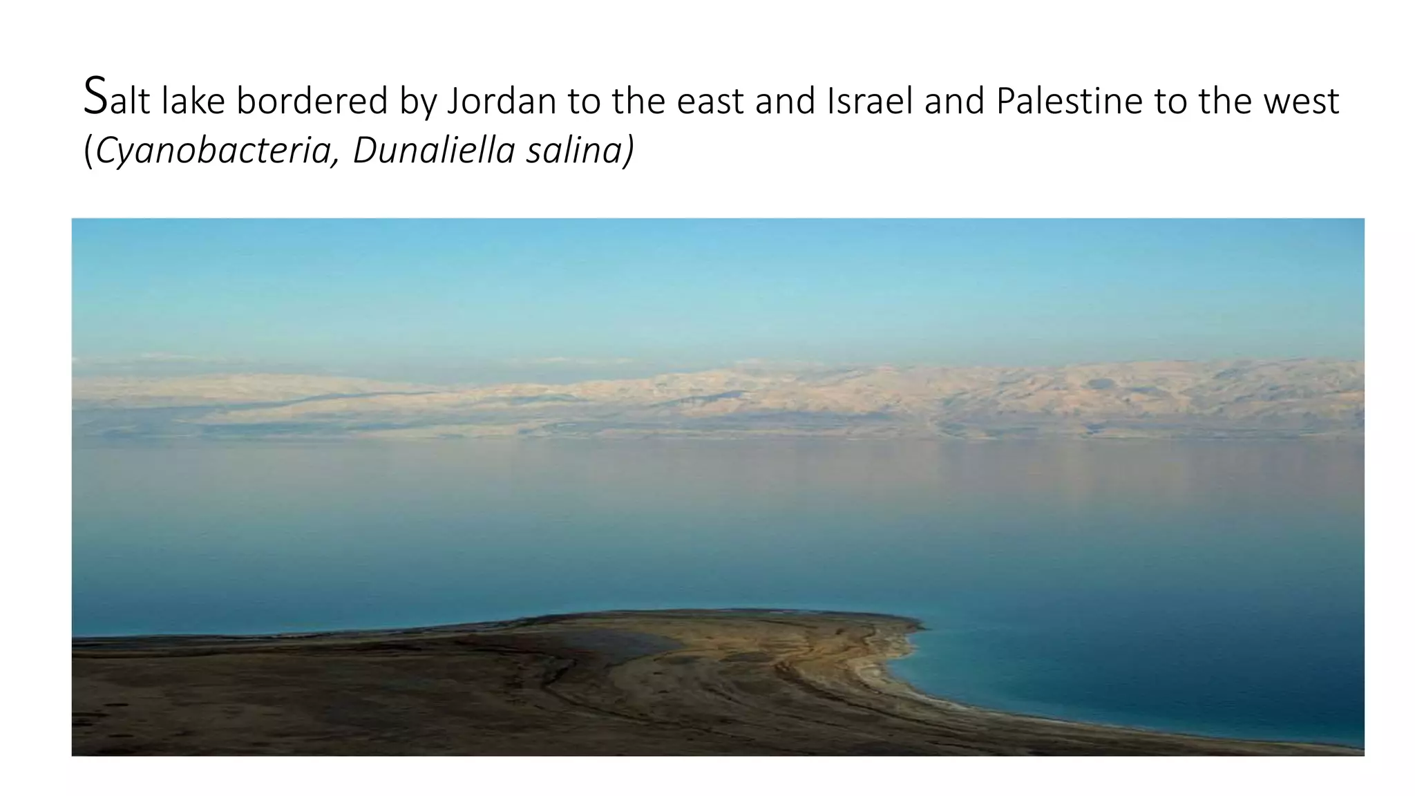 Salt lake bordered by Jordan to the east and Israel and Palestine to the west
(Cyanobacteria, Dunaliella salina)
 