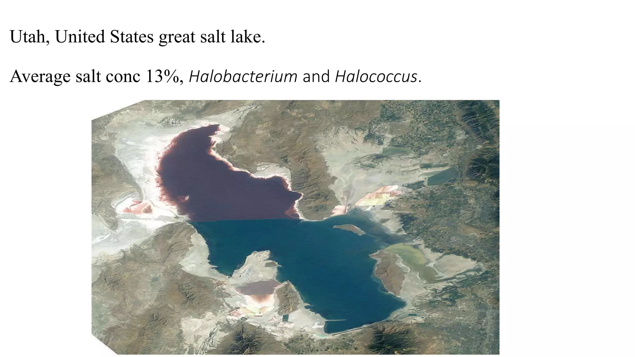 Utah, United States great salt lake.
Average salt conc 13%, Halobacterium and Halococcus.
 