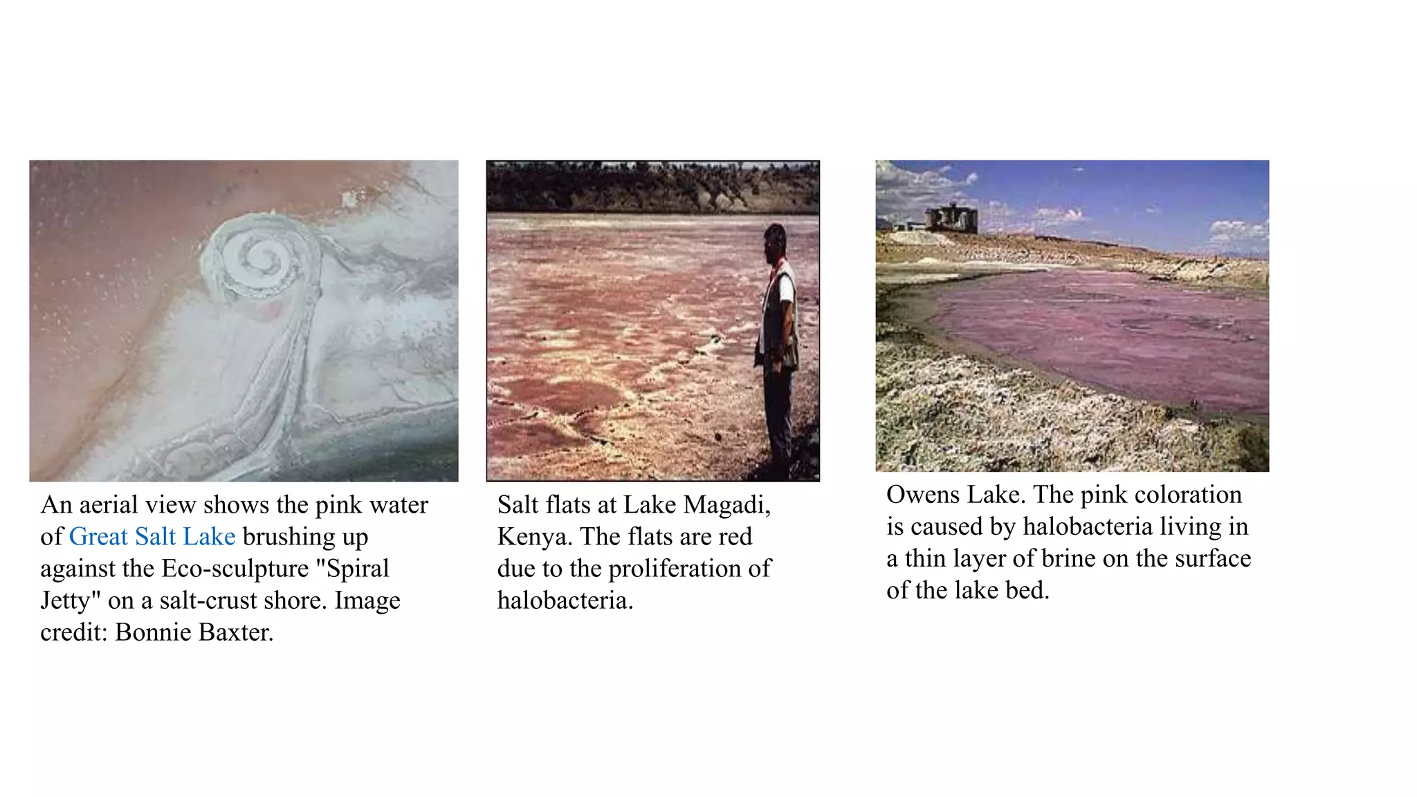 An aerial view shows the pink water
of Great Salt Lake brushing up
against the Eco-sculpture "Spiral
Jetty" on a salt-crust shore. Image
credit: Bonnie Baxter.
Salt flats at Lake Magadi,
Kenya. The flats are red
due to the proliferation of
halobacteria.
Owens Lake. The pink coloration
is caused by halobacteria living in
a thin layer of brine on the surface
of the lake bed.
 