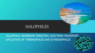 HALOPHILES
HALOPHILIC MEMBRANE VARIATION, ELECTRON TRANSPORT
APLICATION OF THERMOPHILES AND EXTREMOPHILES
 