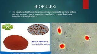 BIOFULES:
 The halophilic alga Dunaliella salina commercial source of β-carotene and as a
potential source of glycerol production, may also be considered as the raw
material for biofuel production
 