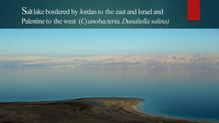 Saltlakebordered by Jordanto the eastandIsrael and
Palestine to the west (Cyanobacteria,Dunaliellasalina)
 