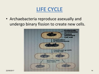 LIFE CYCLE
• Archaebacteria reproduce asexually and
undergo binary fission to create new cells.
22/09/2017 14
 