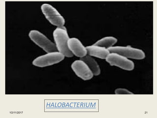 1O/11/2017
HALOBACTERIUM
21
 