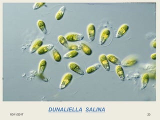 1O/11/2017 23
DUNALIELLA SALINA
 