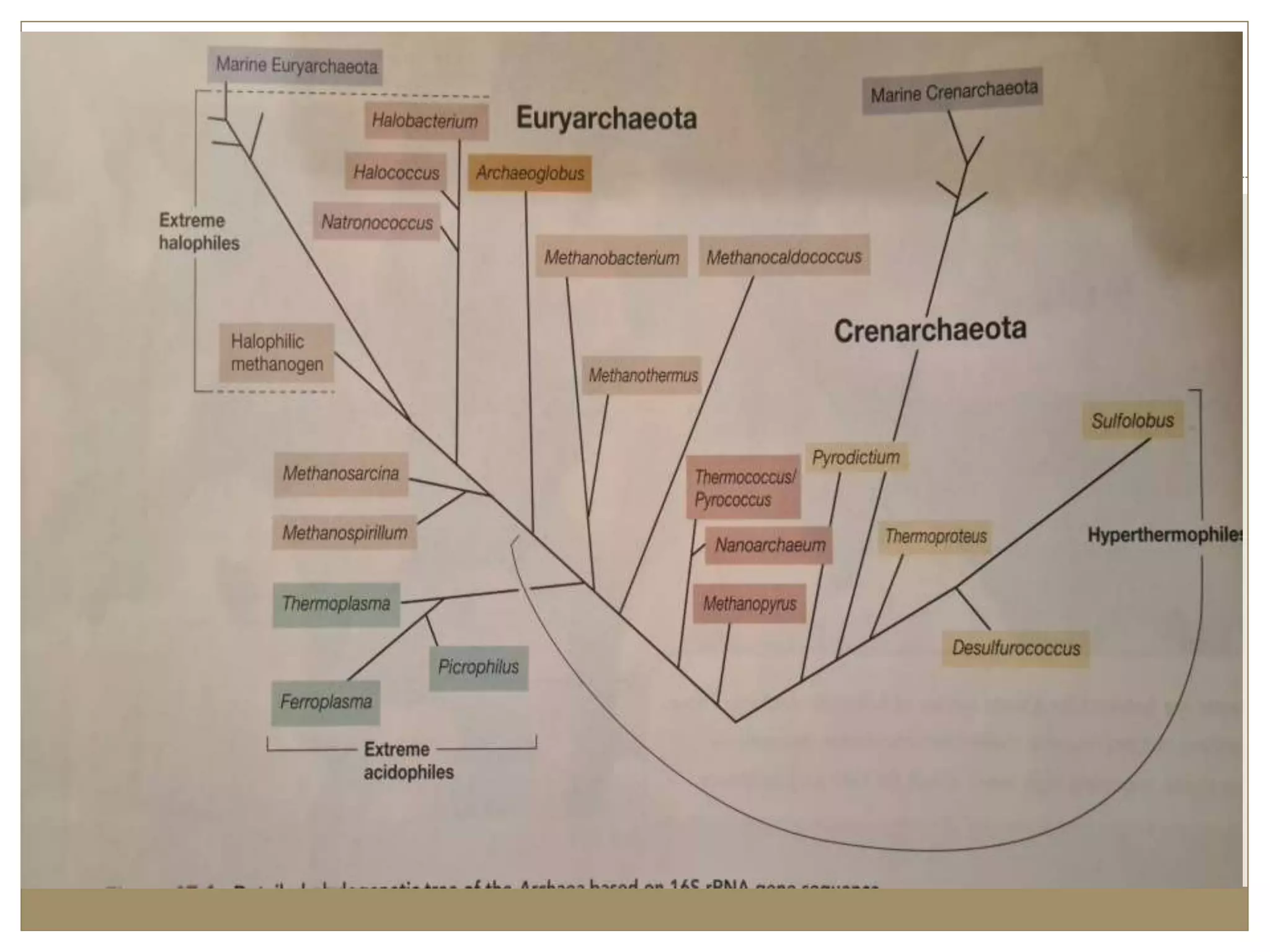 Halophile sfinal.pptx