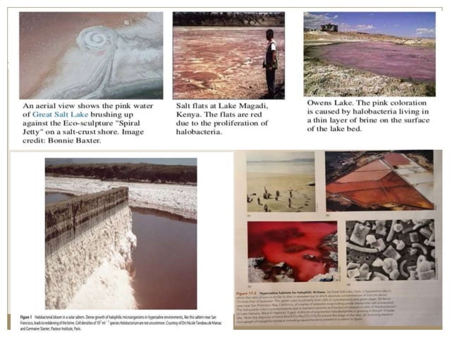 Halophile sfinal.pptx | Biological Sciences | Science