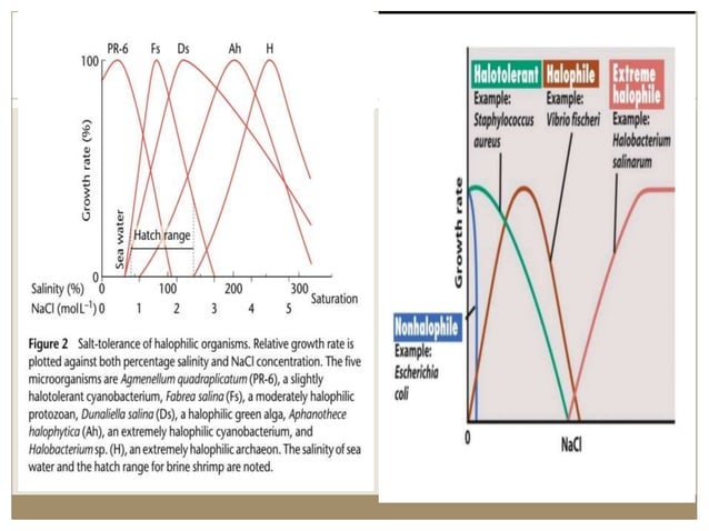 Halophile sfinal.pptx | Biological Sciences | Science