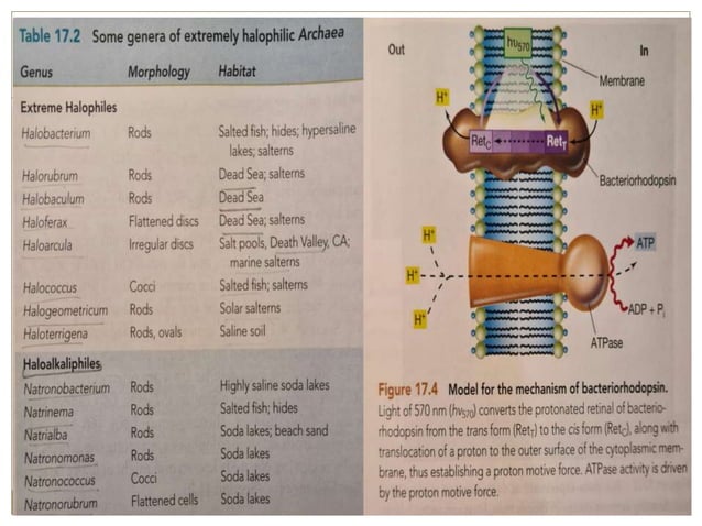 Halophile sfinal.pptx | Biological Sciences | Science