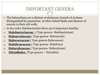 IMPORTANT GENERA
 The haloarchaea are a distinct evolutionary branch of Archaea
distinguished by possession of ether linked lipids and absence of
murein in their cell walls.
 In the order Halobacteriales there are 6 important families
1. Halobacteriaceae ( Type genera- Halobacterium)
2. Haloarculaceae ( Type genera- Haloarcula)
3. Halococcaceae ( Type genera-Halocoocus)
4. Haloferacaceae ( Type genera- Haloferax)
5. Halorubraceae ( Type genera- Halorubrum)
6. Nitrialbales (Type genera – Natrialba)
 