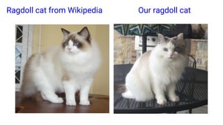 Ragdoll cat from Wikipedia Our ragdoll cat
 