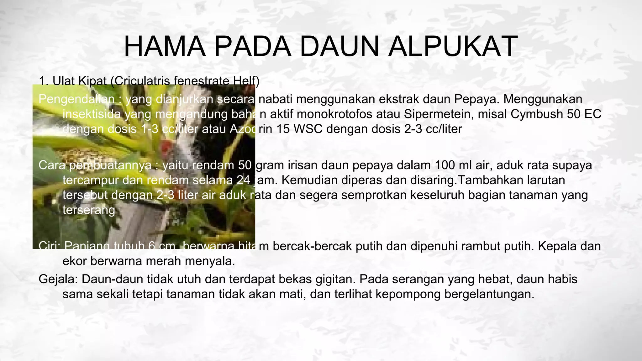 Hama dan penyakit tanaman alpukat | PPT