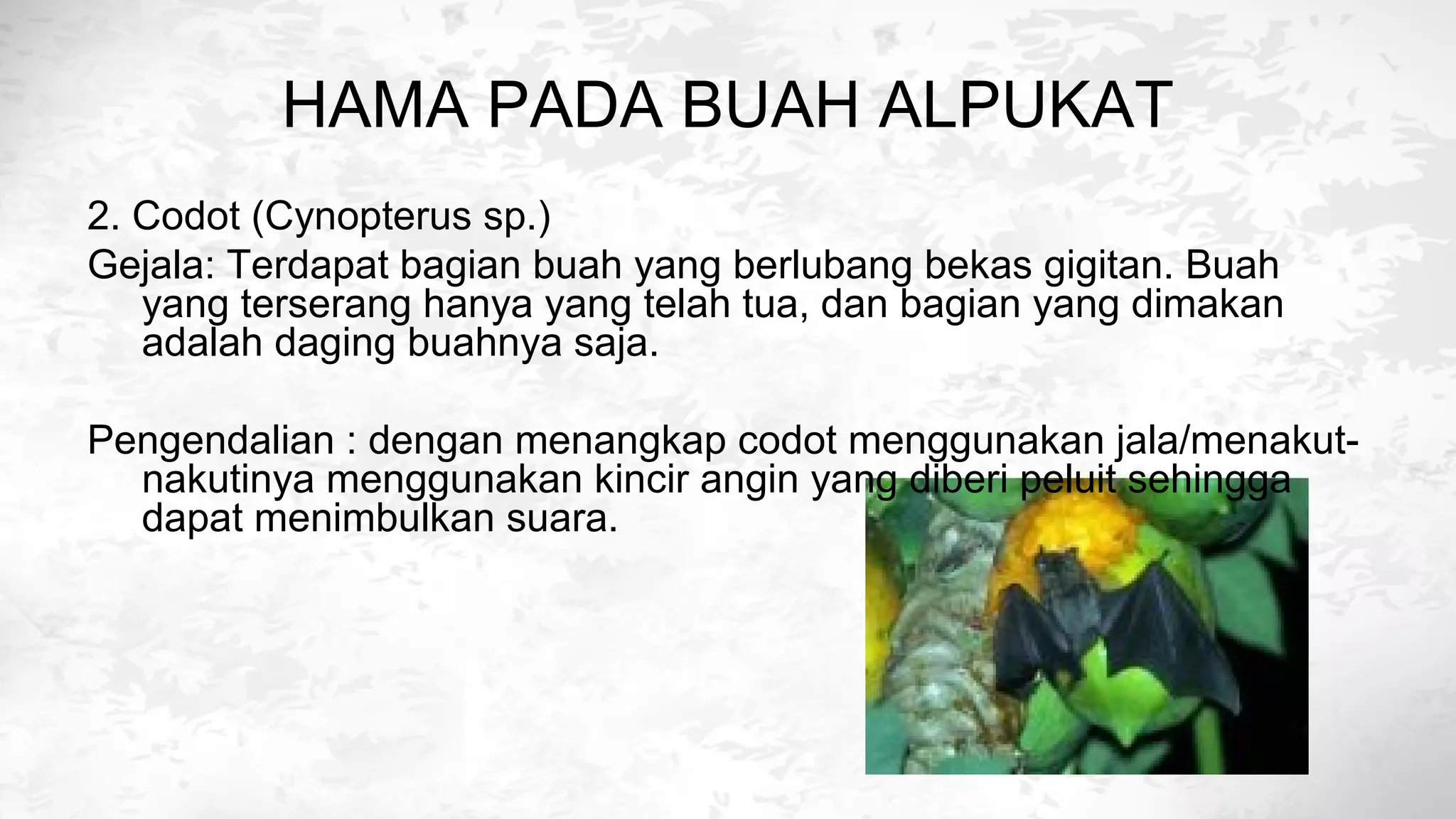 Hama dan penyakit tanaman alpukat | PPT