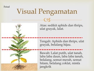 
Atas: sedikit aphids dan thrips,
ulat grayak, lalat.
Tengah: Aphids dan thrips, ulat
grayak, belalang hijau.
Bawah: Lalat putih, ulat tanah,
laba laba daun, laba laba tanah,
belalang, semut merah, semut
hitam, belalang coklat, nimfa
jangkrik
Visual Pengamatan
Feisal
 