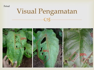
Visual Pengamatan
Feisal
 