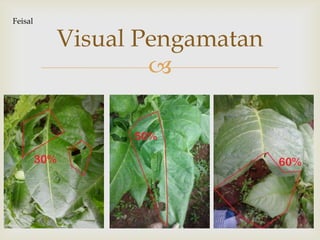 
Visual Pengamatan
Feisal
 