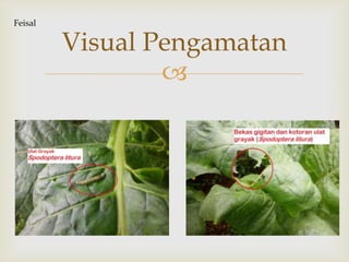 
Visual Pengamatan
Feisal
 