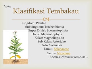 Kingdom: Plantae
Subkingdom: Tracheobionta
Super Divisi: Spermatophyta
Divisi: Magnoliophyta
Kelas: Magnoliopsida
Sub Kelas: Asteridae
Ordo: Solanales
Famili: Solanaceae
Genus: Nicotiana
Spesies: Nicotiana tabacum L.
Klasifikasi Tembakau
Agung
 