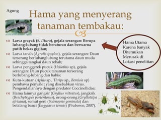  Larva grayak (S. litura), gejala serangan: Berupa
lubang-lubang tidak beraturan dan berwarna
putih bekas gigitan;
 Larva tanah (Agrotis ipsylon), gejala serangan: Daun
terserang berlubanglubang terutama daun muda
sehingga tangkai daun rebah;
 Larva penggerek pucuk (Heliothis sp), gejala
serangan: Daun pucuk tanaman terserang
berlubang-lubang dan habis;
 Kutu-kutuan (Aphis sp., Thrips sp., Bemisia sp)
pembawa penyakit yang disebabkan virus.
Pengendaliannya dengan predator Coccinellidae;
 Hama lainnya gangsir (Gryllus mitratus), jangkrik
(Brachytrypes portentosus), orong-orong (Gryllotalpa
africana), semut geni (Solenopsis geminata) dan
belalang banci (Engytarus tenuis) (Prabowo, 2007).
Hama yang menyerang
tanaman tembakau:
Hama Utama
Karena banyak
Ditemukan
Merusak di
Lokasi penelitian
Agung
 