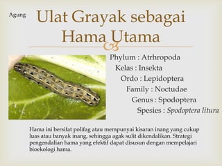 
Phylum : Atrhropoda
Kelas : Insekta
Ordo : Lepidoptera
Family : Noctudae
Genus : Spodoptera
Spesies : Spodoptera litura
Ulat Grayak sebagai
Hama Utama
Hama ini bersifat polifag atau mempunyai kisaran inang yang cukup
luas atau banyak inang, sehingga agak sulit dikendalikan. Strategi
pengendalian hama yang efektif dapat disusun dengan mempelajari
bioekologi hama.
Agung
 