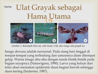 
Imago dewasa adalah nocturnal. Pada siang hari tinggal di
tempat-tempat yang terlindung dan umumnya diam ditempat
gelap. Warna imago abu-abu dengan tanda bintik-bintik pada
bagian sayapnya (Natawigena, 1990). Larva yang keluar dari
telur akan memakan epidermis daun bagian bawah sehingga
daun kering (Sudarmo, 1987).
Ulat Grayak sebagai
Hama Utama
Gambar 1. Kelompok telur (a), ulat instar 3 (b), dan imago ulat grayak (c).
Agung
 