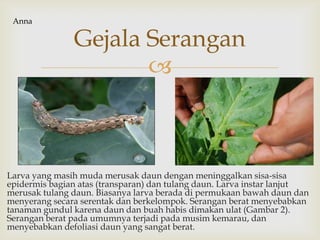 
Larva yang masih muda merusak daun dengan meninggalkan sisa-sisa
epidermis bagian atas (transparan) dan tulang daun. Larva instar lanjut
merusak tulang daun. Biasanya larva berada di permukaan bawah daun dan
menyerang secara serentak dan berkelompok. Serangan berat menyebabkan
tanaman gundul karena daun dan buah habis dimakan ulat (Gambar 2).
Serangan berat pada umumnya terjadi pada musim kemarau, dan
menyebabkan defoliasi daun yang sangat berat.
Gejala Serangan
Anna
 
